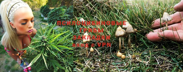 дурь Бородино